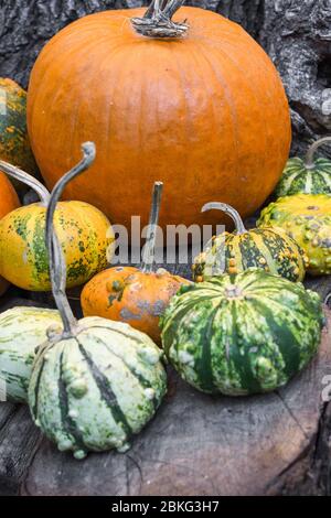 Halloween Kürbisse Haufen oder Stapel Mix Sortiment, während der Lebensmittel-Festival, auf dem Markt. Große Auswahl an Kürbissen, verschiedene Arten zum Verkauf. Ganz, nicht kann Stockfoto