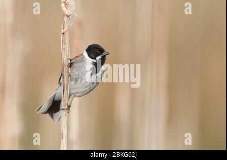 Ein Rüde-Reed-Bunting (Emberiza Schoeniclus) in Zuchtgefieder auf einem Schilfstiel mit sauberem Hintergrund. Aufgenommen an einem kleinen Teich in Wiltshire. Stockfoto