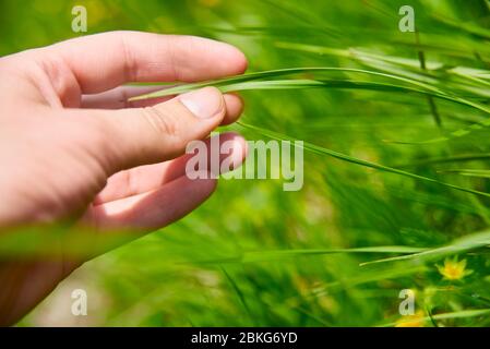 Menschliche Hand berühren grünes saftiges Gras Stockfoto