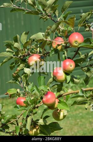 Apfel essen, Malus domestica Entdeckung Stockfoto