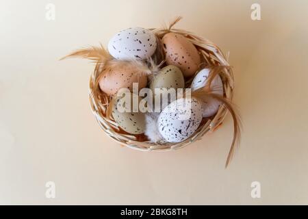 Ostern kleine Eier mit Federn im Korb auf gelbem Federhintergrund. Osterkonzept. Stockfoto