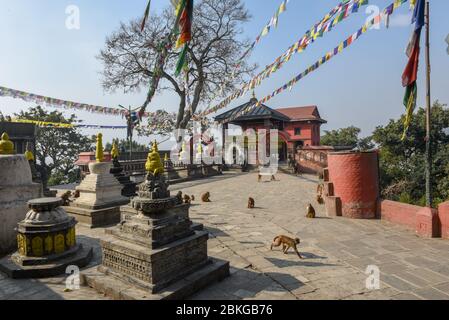 Affen, die in der Nähe des Tempels von Swayambhunath in Kathmandu auf Nepal spazieren Stockfoto