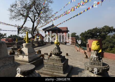 Affen, die in der Nähe des Tempels von Swayambhunath in Kathmandu auf Nepal spazieren Stockfoto