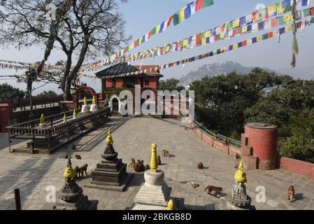 Affen, die in der Nähe des Tempels von Swayambhunath in Kathmandu auf Nepal spazieren Stockfoto