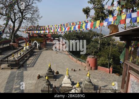 Affen, die in der Nähe des Tempels von Swayambhunath in Kathmandu auf Nepal spazieren Stockfoto