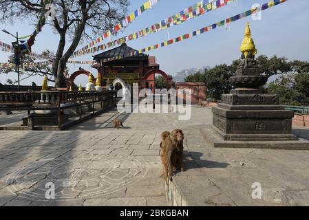 Affen, die in der Nähe des Tempels von Swayambhunath in Kathmandu auf Nepal spazieren Stockfoto