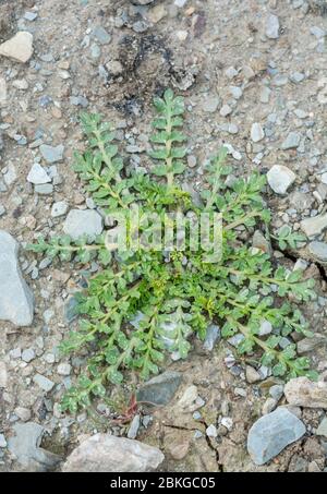 Möglicherweise Blattrosette einer jungen Shepherds Purse / Capsella Bursa-pastoris Pflanze in einem ausgetrockten beschnittenen Feld. Einmal medizinisch verwendet, und auch essbar Stockfoto