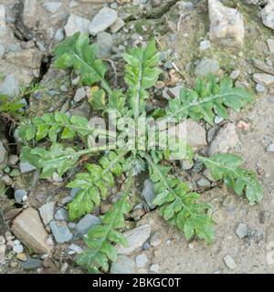 Blattrosette einer jungen Hirtenspülung / Capsella bursa-pastoris Pflanze in einem ausgetrocknten, beschnittenen Feld. Einmal medizinisch verwendet, und auch essbar Stockfoto