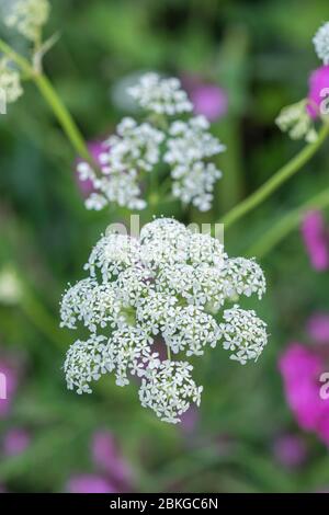 Massen weiße Blüten der Kuh Petersilie / Anthriscus sylvestris [Mai] wächst auf ländlichen Straßenrand. Gewöhnliches Unkraut aus Großbritannien & ziemlich schwer zu entfernen. Stockfoto