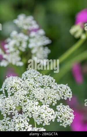 Massen weiße Blüten der Kuh Petersilie / Anthriscus sylvestris [Mai] wächst auf ländlichen Straßenrand. Gewöhnliches Unkraut aus Großbritannien & ziemlich schwer zu entfernen. Stockfoto