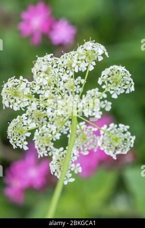 Massen weiße Blüten der Kuh Petersilie / Anthriscus sylvestris [Mai] wächst auf ländlichen Straßenrand. Gewöhnliches Unkraut aus Großbritannien & ziemlich schwer zu entfernen. Stockfoto