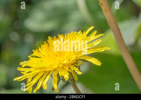 Gelbe Löwenzahn / Taraxacum officinale Blume im Frühling Sonnenschein. Löwenzahn einmal in medizinischen Kräuter-Kuren verwendet & auch essbar (Salat im Zusammenhang). Stockfoto