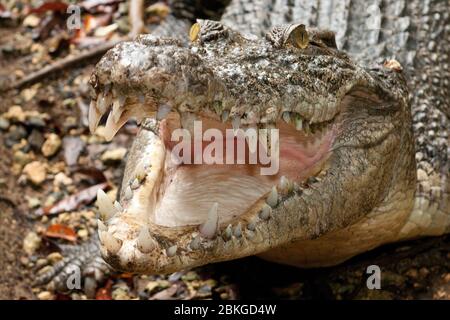 Leistenkrokodil, Salzwasserkrokodil (Crocodylus porosus) sucht und reißt Maul auf, Australien Stockfoto