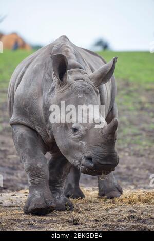 Vorderansicht Nahaufnahme von frechen jungen südlichen weißen Nashorn (Ceratotherium simum) in Gefangenschaft im Freien isoliert im West Midland Safari Park, Großbritannien. Stockfoto