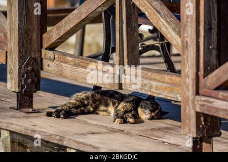 Streunende bunte Katze schläft und entspannt im Freien unter dem Schatten des dicken Holzzauns in der Nähe Kloster St. Nikolaus am See Vistonida, Porto Lagos, Xanthi Region in Nordgriechenland Stockfoto