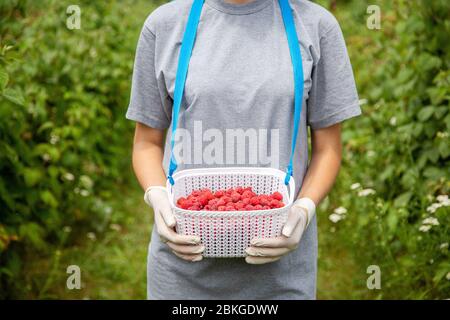 Himbeeren ernten. Eine Plastikbox für Beeren in den Händen eines Arbeiters in Latexhandschuhen. Stockfoto