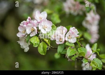 Crab Apple Blumen (Malus sylvestris) Ende April, Peak District National Park, England Stockfoto