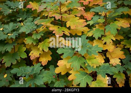 Hortensia quercifolia buntes Laub Stockfoto