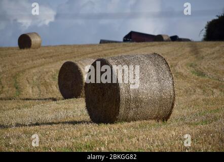 Strohballen in einem Feld in der Nähe von Wadebridge, Cornwall Stockfoto