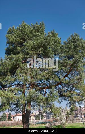 Pinus sylvestris immergrüne Blätter Stockfoto