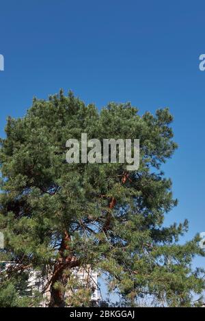 Pinus sylvestris immergrüne Blätter Stockfoto