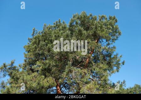 Pinus sylvestris immergrüne Blätter Stockfoto