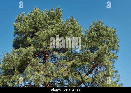 Pinus sylvestris immergrüne Blätter Stockfoto