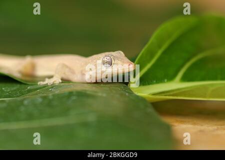 Asiatischer oder gewöhnlicher Hausgecko Hemidactylus frenatus liegt auf grünen Blättern. Hemidactylus frenatus klettert auf eine tropische Pflanze. Wandgecko, Eidechse. Stockfoto