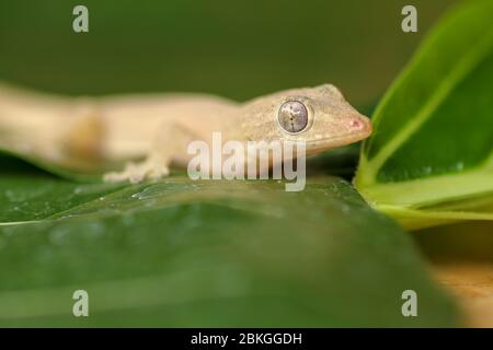 Asiatischer oder gewöhnlicher Hausgecko Hemidactylus frenatus liegt auf grünen Blättern. Hemidactylus frenatus klettert auf eine tropische Pflanze. Wandgecko, Eidechse. Stockfoto