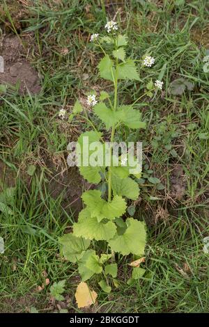 Knoblauchsenf (Alliaria petiolata), blühend im April, Peak District National Park, England Stockfoto