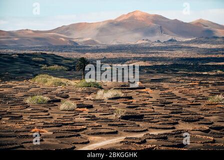 Das Weintal von La Geria, Lanzarote Stockfoto