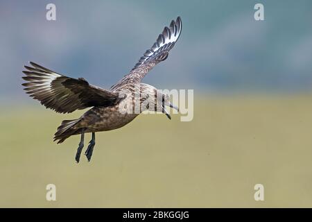 Tolles Skua, Shetland, Großbritannien Stockfoto