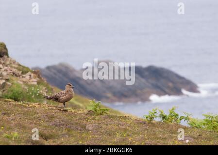 Tolles Skua, Shetland, Großbritannien Stockfoto