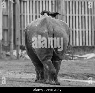 Mononahe Nahaufnahme des südlichen weißen Nashorns hinten (Ceratotherium simum). Nashorn von hinten, Krähen auf dem Rücken, West Midland Safari Park, Großbritannien. Stockfoto