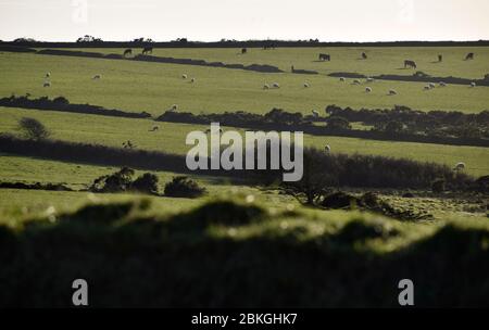 Schafe und Kühe grasen auf dem Land - Cornwall, Großbritannien Stockfoto