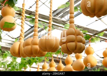 Die Kürbis Handwerk in China, und auf dem Markt verkauft Stockfoto