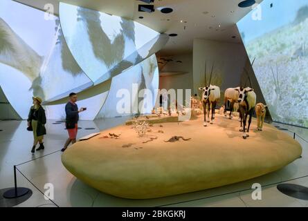 Innenraum des Nationalmuseums von Katar, Doha, Katar, Naher Osten Stockfoto