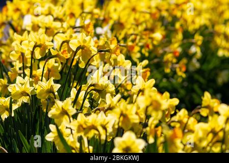 Viele leuchtend gelbe Narzissen wachsen draußen in der Sonne und füllen den Rahmen Stockfoto
