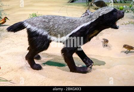 Gefüllter Honigbadger (Mellivora capensis), auch Ratel genannt, das Nationalmuseum von Katar, Doha, Katar, Naher Osten Stockfoto