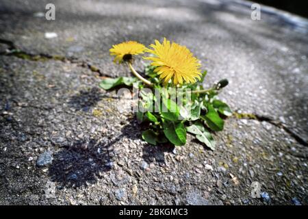 Löwenzahn, Taraxacum sect. Ruderalia hat eine Asphaltfläche durchbrochen / Löwenzahn, Taraxacum sect. Ruderalia, hat eine Asphaltdecke durchbrochen Stockfoto