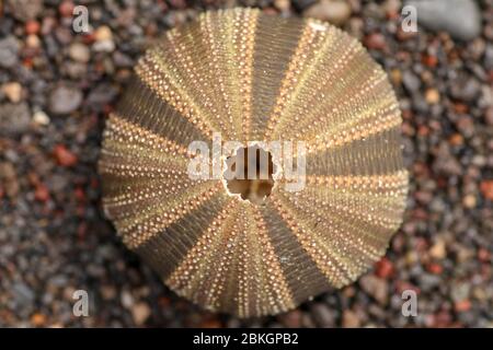 Nahaufnahme von Skeletten eines Seeigel in den Schattierungen von braun und schwarz Farbe. Detail von braunen und schwarzen farbigen Muscheln auf dem nassen Sand Hintergrund. Oben vi Stockfoto