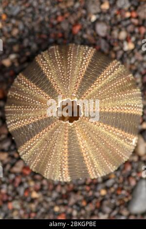 Nahaufnahme von Skeletten eines Seeigel in den Schattierungen von braun und schwarz Farbe. Detail von braunen und schwarzen farbigen Muscheln auf dem nassen Sand Hintergrund. Oben vi Stockfoto