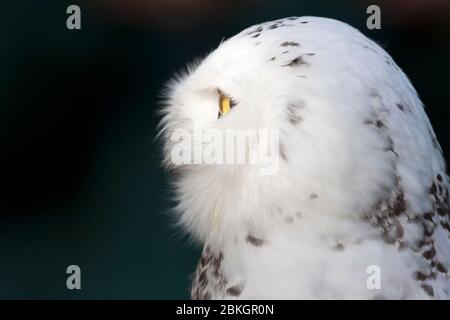 Nahaufnahme des Profils einer verschneiten Eule, Bubo scandiacus, Kopf. Das britische Wildlife Centre, Surrey, England, Großbritannien Stockfoto