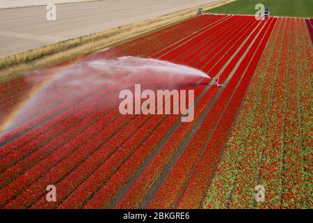 Antenne des Blumenfeldes in voller Blüte im Frühjahr bestreut Stockfoto
