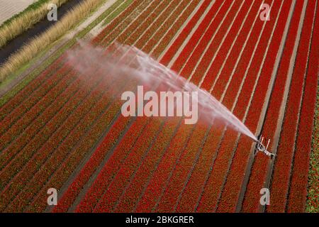 Antenne des Blumenfeldes in voller Blüte im Frühjahr bestreut Stockfoto