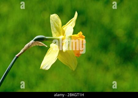 Eine Nahaufnahme einer frühlingsblühenden Narzisse vor einem grünen Hintergrund mit weichem Fokus Stockfoto