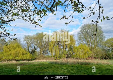 Ein Trauerweidenbaum in voller Blättertanne, salix Chrysokom, beleuchtet von gelbem Abendlicht in der Landschaft in Shepperton Surrey UK Stockfoto