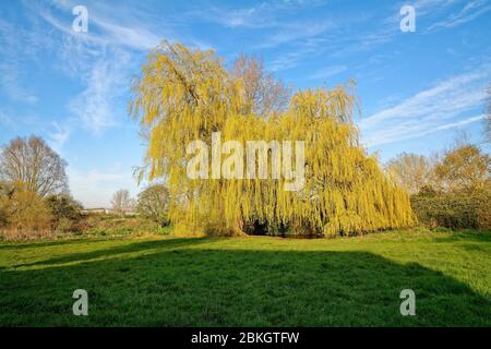 Ein Trauerweidenbaum in voller Blättertanne, salix Chrysokom, beleuchtet von gelbem Abendlicht in der Landschaft in Shepperton Surrey UK Stockfoto