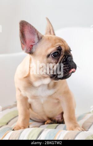 Französische Bulldogge auf einem Stuhl. Hund wartet auf Nahrung in der Küche Stockfoto