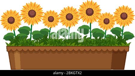 Schöne Sonnenblumen in Ton Topf auf weißem Hintergrund Illustration Stock Vektor